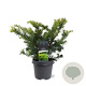 Taxus b. 'Summergold' 30-40 cm 5,0L