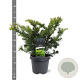Taxus b. 'Summergold' 30-40 cm 5,0L