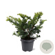 Taxus b. 'Summergold' 30-40 cm 5,0L