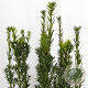 Taxus media 'Hillii' 60-80 cm 4,0L