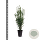 Taxus media 'Hillii' 60-80 cm 4,0L