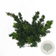 Taxus media 'Hillii' 60-80 cm 4,0L