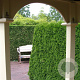 Thuja occ. 'Smaragd' 100-125 cm 10L
