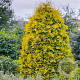 Thuja occ. 'Yellow Ribbon' 40-50 cm 3,0L