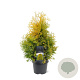 Thuja occ. 'Yellow Ribbon' 40-50 cm 3,0L
