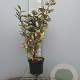 Elaeagnus ebb. 'Compacta' 50-60 cm 3,0L
