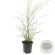 Miscanthus sin. 'Red Chief' GM C1.3