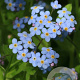 Myosotis pal. 'Thüringen' GM P9
