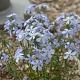 Phlox div. 'Dirigo Ice' GM P9