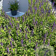 Salvia nem. 'Mainacht' GM 2,0L