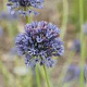 Allium caeruleum GM P9
