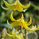 Erythronium 'Pagoda' GM P9