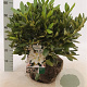 Rhododendron 'Cunningham's White' 40-50 cm met kluit