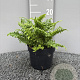 Dryopteris f.-m. 'Crispa' GM 2,0L