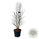 Magnolia loebneri 'Merrill' 170-200 cm cont. 55L extra