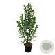 Magnolia loebneri 'Merrill' 170-200 cm cont. 55L extra