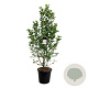 Magnolia loebneri 'Merrill' 170-200 cm cont. 55L extra