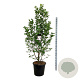 Magnolia loebneri 'Merrill' 170-200 cm cont. 55L extra
