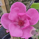Magnolia 'Aphrodite' 125-150 cm cont. 80L