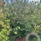 Cornus kousa chinensis 175-200 cm cont. 80L