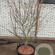 Cornus kousa chinensis 175-200 cm cont. 80L