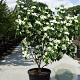 Cornus k. 'Milky Way' 150-175 cm 50L