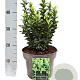 Euonymus jap. 'Green Spire' 30-40 cm 5,0L