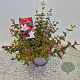 Abelia grandifl. 'Sherwood' 25-30 cm 3,0L