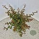 Abelia grandifl. 'Sherwood' 25-30 cm 3,0L