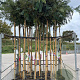 Albizia julibr. Ombrella 8-10 HO container