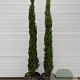 Cupressus sempervirens 175 cm container