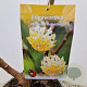 Edgeworthia chrys. 'Grandiflora' 35-40 cm 3,0L