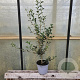 Osmanthus burkwoodii 40-50 cm 3,0L