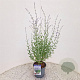 Perovskia atripl. 'Little Spire' 40-45 cm 2,5L