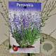 Perovskia atripl. 'Little Spire' 40-45 cm 2,5L