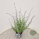 Perovskia atripl. 'Little Spire' 40-45 cm 2,5L