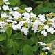 Viburnum plic. 'Roseum' 80-100 cm 12L