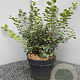 Spiraea betulifolia 'Tor' 40-50 cm 5,0L