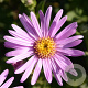 Aster amellus 'Rosa Erfüllung' GM P9