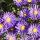 Aster (D) 'Blaue Lagune' GM P9