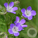 Geranium w. 'Bocoalsbl' GM P9