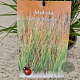 Molinia caerulea 'Heidebraut' 110-120 cm 4,0L