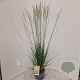 Molinia caerulea 'Heidebraut' 110-120 cm 4,0L