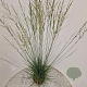 Molinia caerulea 'Heidebraut' 110-120 cm 4,0L
