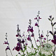 Salvia 'Nachtvlinder' 30-40 cm 2,5L