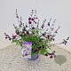 Salvia 'Nachtvlinder' 30-40 cm 2,5L