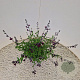 Salvia 'Nachtvlinder' 30-40 cm 2,5L
