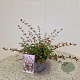 Abelia grandiflora 25-30 cm 2,5L