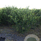 Aronia melanocarpa 125-150 cm met kluit struik