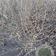 Chimonanthus praecox 125-150 cm met kluit struik